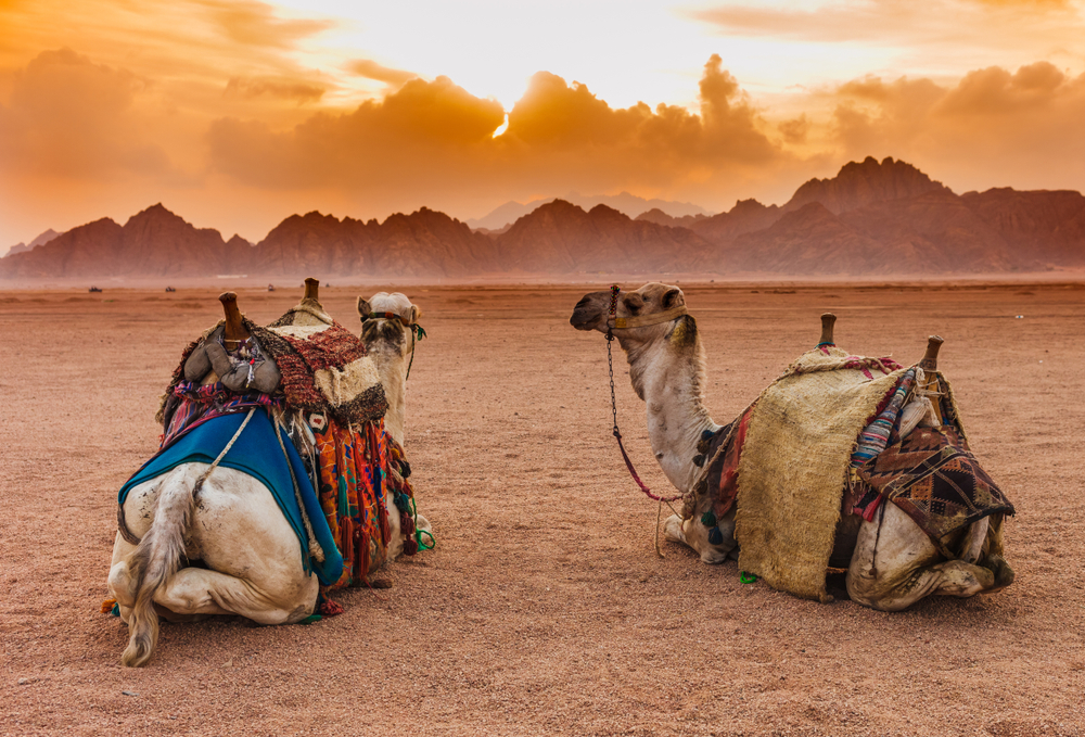 Two,Camels,Are,In,The,Sinai,Desert,,Sharm,El,Sheikh,